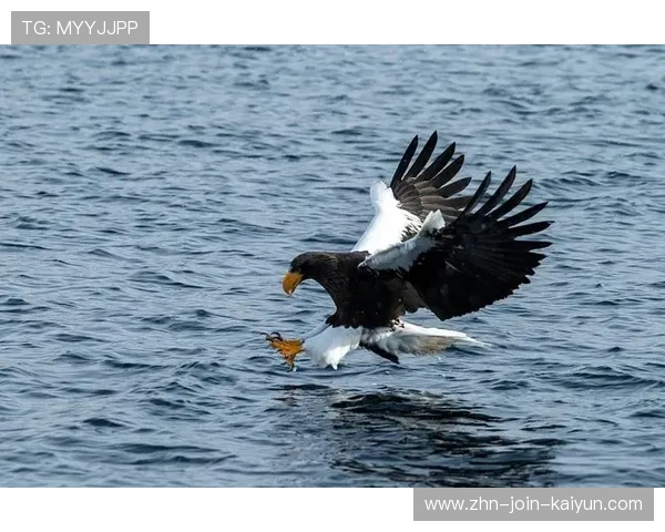 海鹰的拼劲太足了,每个回合都拼命,海鹰长什么样啊 海鹰的拼劲太足了,每个回合都拼命,海鹰长什么样啊